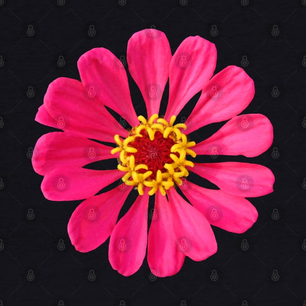 colorful pink zinnia, flower, blooms, flowers by rh_naturestyles